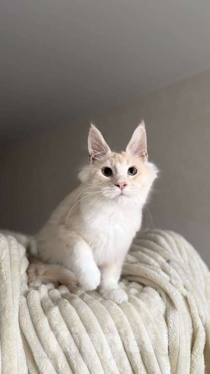 Кошки в Москве: Котенок мейн кун мальчик Мальчик, 50 000 руб. - фото 2