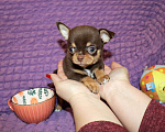 Собаки в Москве: Элитный мальчик чихуа Мальчик, 150 000 руб. - фото 4