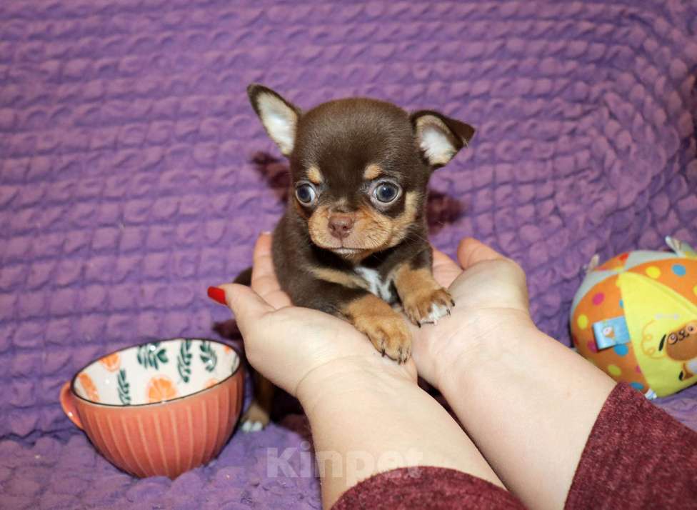 Собаки в Москве: Элитный мальчик чихуа Мальчик, 150 000 руб. - фото 4