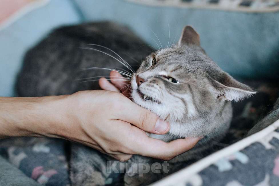 Кошки в Москве: Кошечка Моня ищет дом Девочка, Бесплатно - фото 3