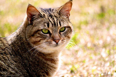 Калифорнийская сияющая кошка