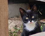 Кошки в других городах Ленинградской области: Котенок девочка любопытная и игривая Девочка, Бесплатно - фото 1