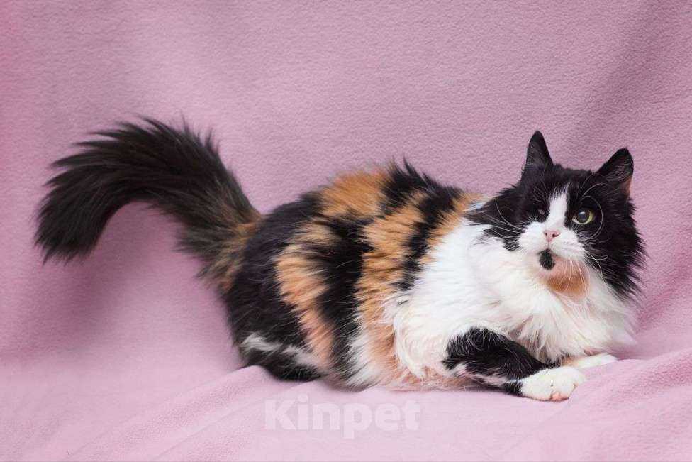 Кошки в Москве: Найдется ли человек, готовый полюбить кошечку без глазика? Девочка, Бесплатно - фото 3