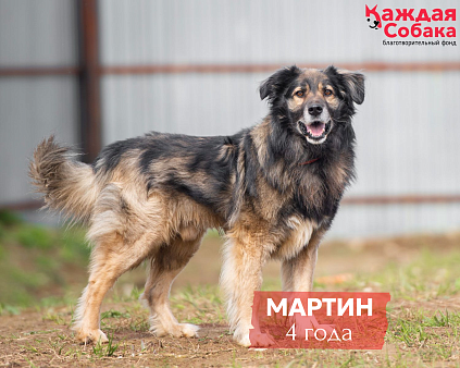 Мартин: мохнатый оптимист в поисках семьи