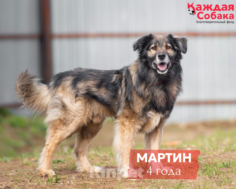 Собаки в других городах Московской области: Мартин: мохнатый оптимист в поисках семьи Мальчик, Бесплатно - фото 1