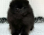 Собаки в Туле: Щенки померанского шпица  Мальчик, 25 000 руб. - фото 1