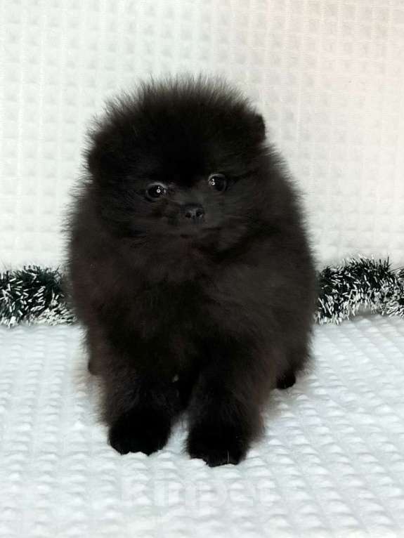 Собаки в Туле: Щенки померанского шпица  Мальчик, 25 000 руб. - фото 1