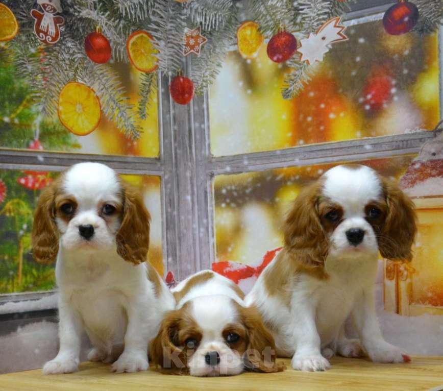 Собаки в Ногинске: Девочки кавалерочки  Девочка, 85 000 руб. - фото 3