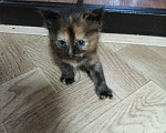 Кошки в Смоленске: Кошка Девочка, Бесплатно - фото 1