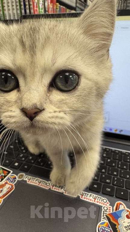 Кошки в Жуковском: Британский короткошёрстный котёнок Мальчик, Бесплатно - фото 3