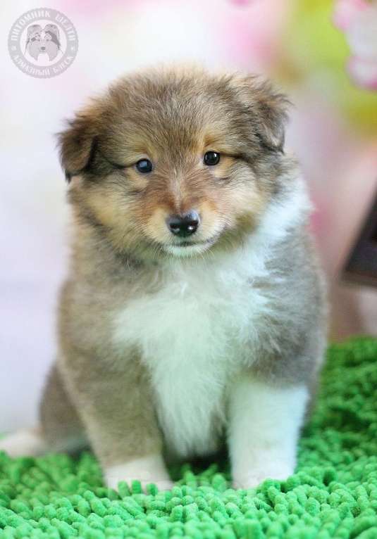 Собаки в Москве: Кобель шелти 2 мес Мальчик, 115 000 руб. - фото 4