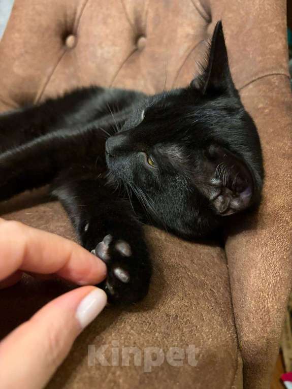 Кошки в других городах Московской области: Кошка в добрые руки. Гладкошерстная, умная приученная девочка Девочка, Бесплатно - фото 6