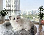 Кошки в Москве: Чудесный Малыш Мальчик, 90 000 руб. - фото 1