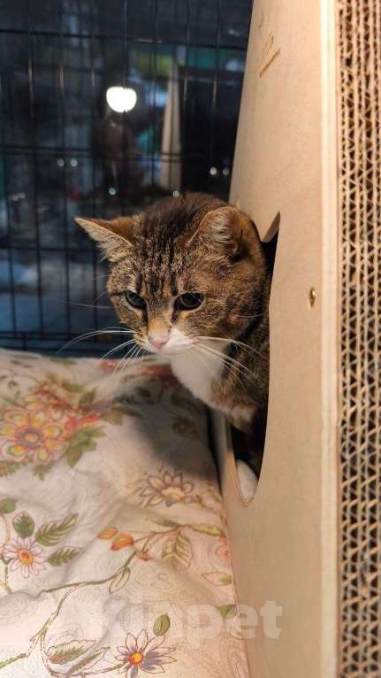 Кошки в Санкт-Петербурге: Кошка в добрые руки Девочка, Бесплатно - фото 3