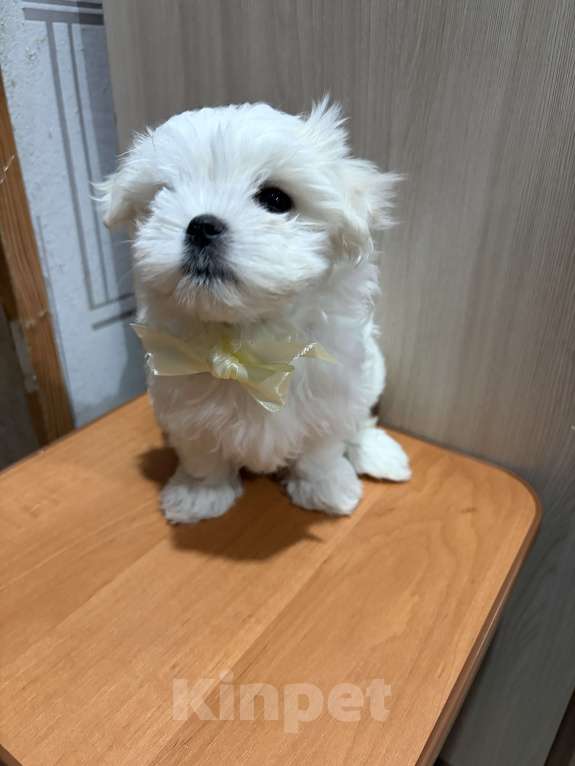 Собаки в Казани: Продам щенков Разнополые, 85 000 руб. - фото 7