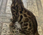 Кошки в Евпатории: Бенгальские котята ben 24 Мальчик, 25 000 руб. - фото 5