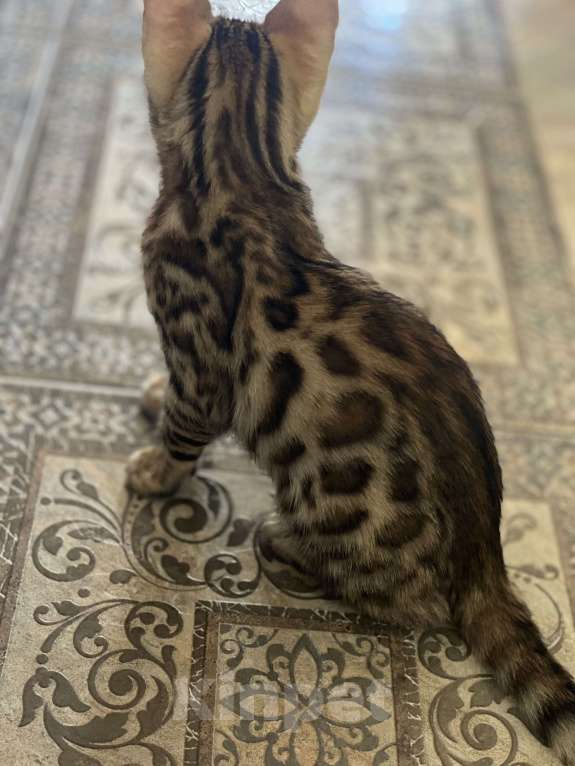 Кошки в Евпатории: Бенгальские котята ben 24 Мальчик, 25 000 руб. - фото 5