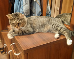 Кошки в Санкт-Петербурге: Кошка Маруся в добрые руки Девочка, Бесплатно - фото 6
