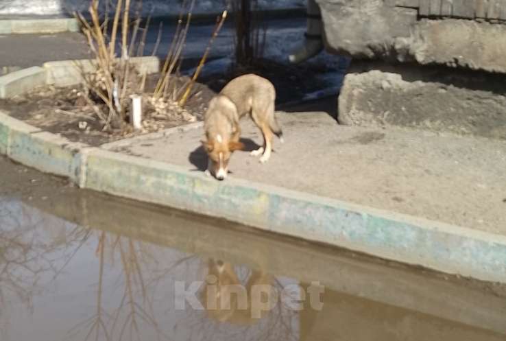 Собаки в Новокузнецке: Отдам в хорошие руки Мальчик, Бесплатно - фото 3