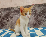 Кошки в Уфе: Котенок Мальчик, 100 руб. - фото 1