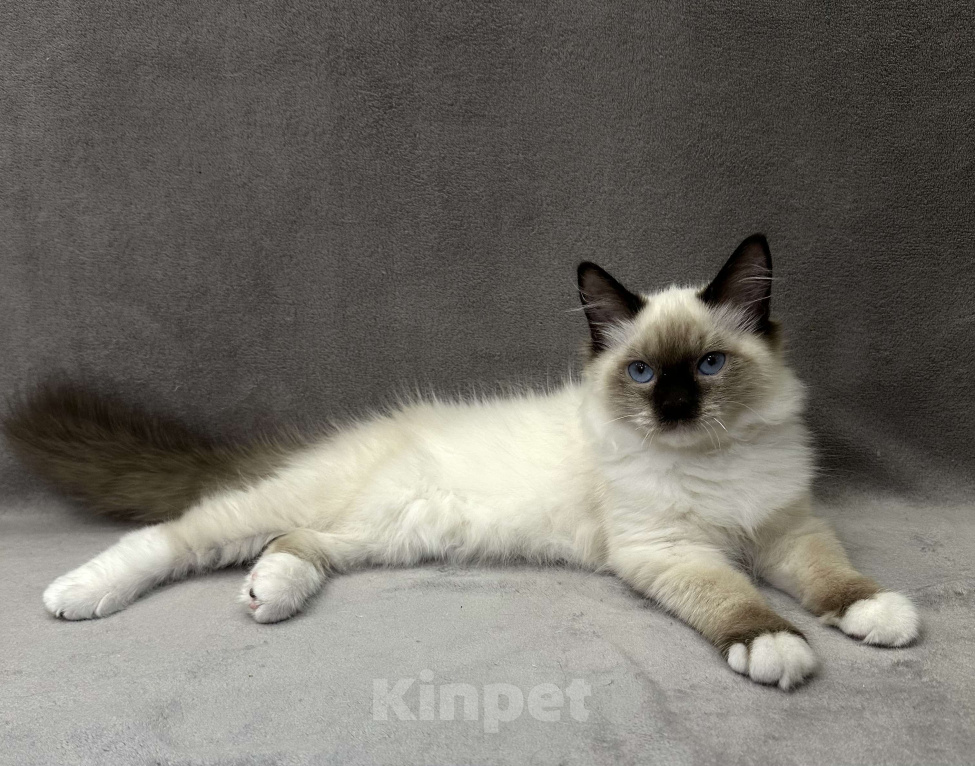 Кошки в Благовещенске: Котенок Невская маскарадная  Мальчик, 43 000 руб. - фото 2