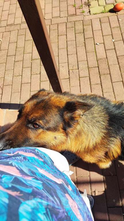 Собаки в других городах Московской области: Найдена собака в районе Заповедный парк-2, Щелково Мальчик, Бесплатно - фото 3