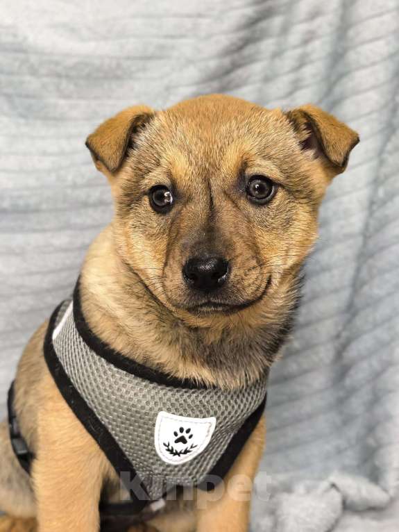 Собаки в Воронеже: Щенки Девочка, Бесплатно - фото 8