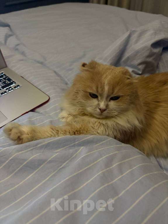 Кошки в Москве: Басик не теряет надежды обрести постоянный дом Мальчик, Бесплатно - фото 6