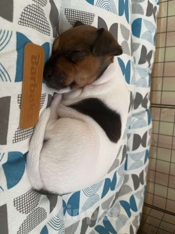 Собаки в Лобне: Продам щенка , Чистокровный Джек Рассел. Мальчик, 20 000 руб. - фото 2