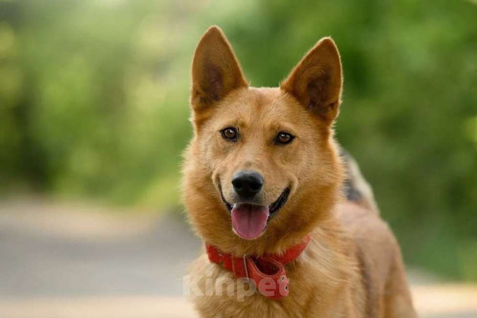 Собаки в Ярославле: Арни Ждет Вас в приюте! Мальчик, Бесплатно - фото 3