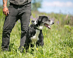 Собаки в Раменском: Пёс инвалид в приюте четвёртый год, ищет дом и хозяина. Мальчик, Бесплатно - фото 3