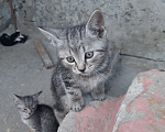 Кошки в Брянске: Возьмите в добрые руки, 1 руб. - фото 1