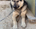 Собаки в Сургуте: Улли ищет дом, Бесплатно - фото 3