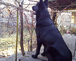Собаки в Кисловодске: Мальчик вязка Кисловодск Мальчик, 1 руб. - фото 6