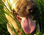 Собаки в Протвино: Отдам в добрые руки умную собаку., 1 руб. - фото 1