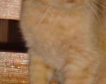 Кошки в Болхове: котята, 100 руб. - фото 5