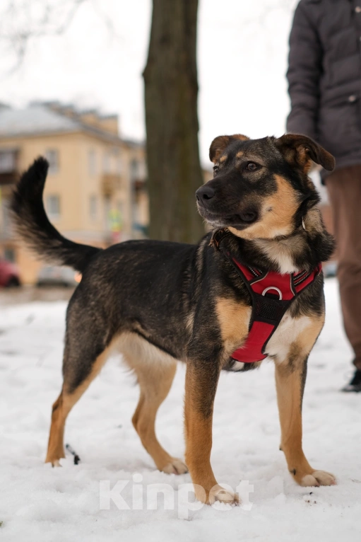Собаки в Санкт-Петербурге: Сальма из приюта в добрые руки Девочка, Бесплатно - фото 2
