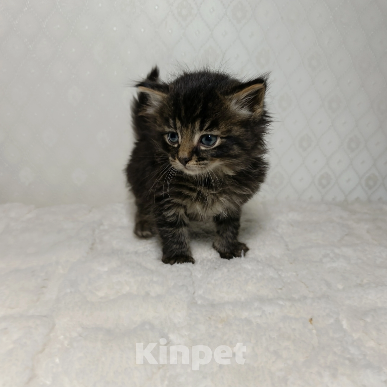 Кошки в Санкт-Петербурге: Кузя котенок Мальчик, Бесплатно - фото 3