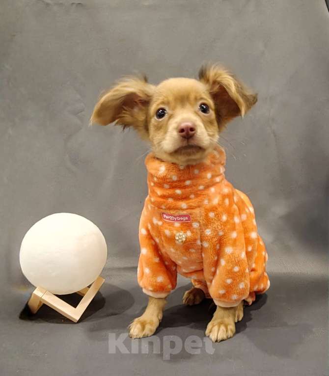 Собаки в Тюмени: Мальчик Тойчик🥰 Мальчик, 40 000 руб. - фото 1