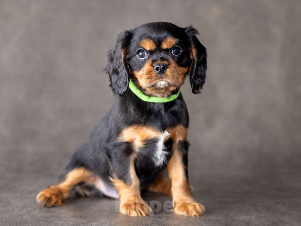 Собаки в Москве: Щенок кавалер кинг чарльз спаниель Мальчик, Бесплатно - фото 3