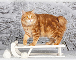Кошки в Томске: Котята Курильского бобтейла  Мальчик, Бесплатно - фото 2