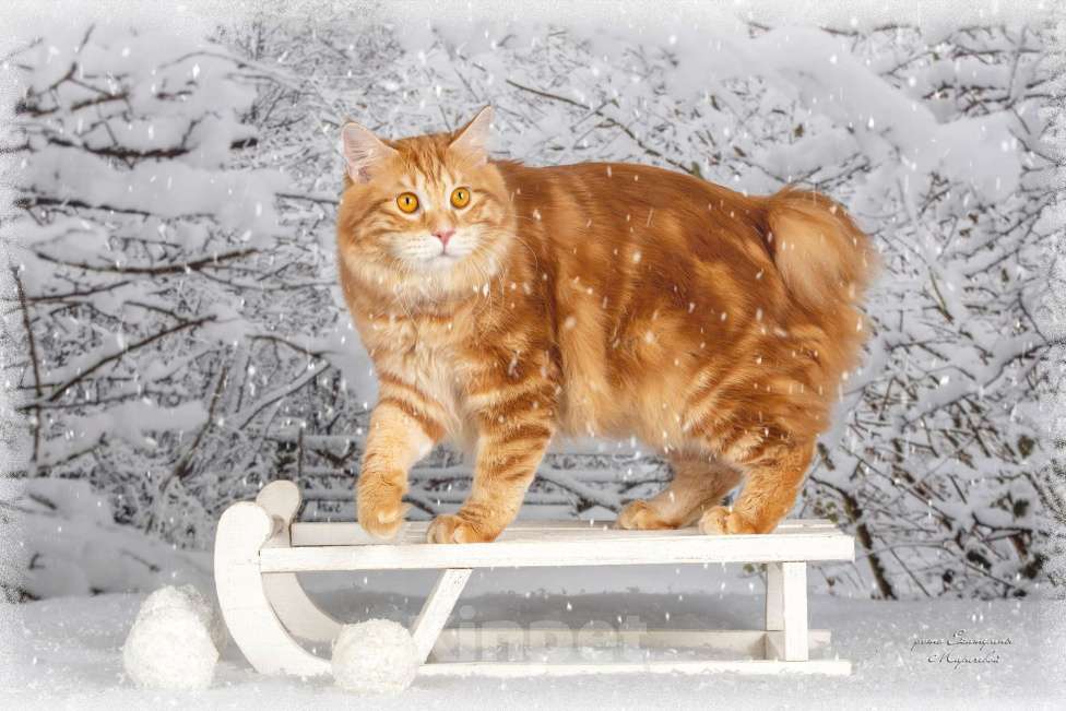 Кошки в Омске: Котята Курильского бобтейла  Мальчик, Бесплатно - фото 2