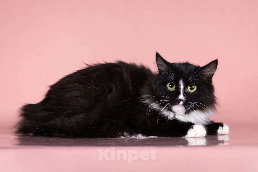 Кошки в Москве: Наоми ищет дом Девочка, Бесплатно - фото 3