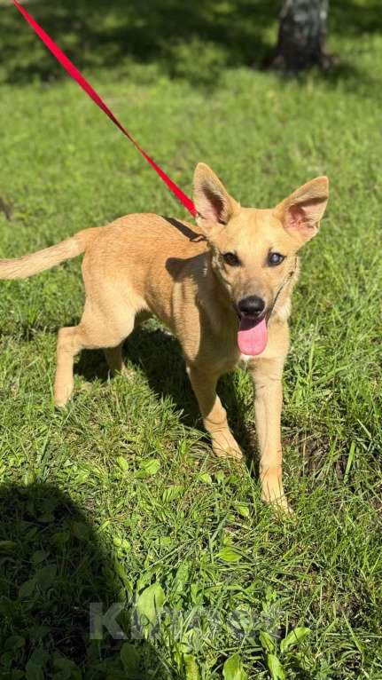 Собаки в Москве: Щенок мальчик Эмбер в добрые руки Мальчик, Бесплатно - фото 2