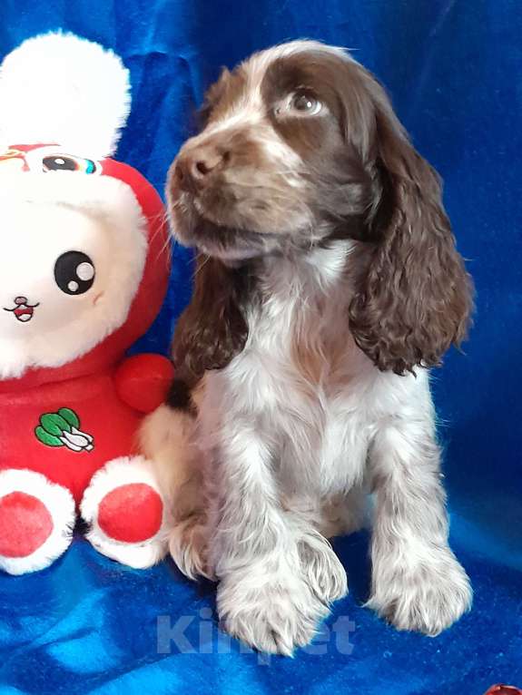 Собаки в Рыбинске: Щенок Английского кокера спаниеля Мальчик, 60 000 руб. - фото 2