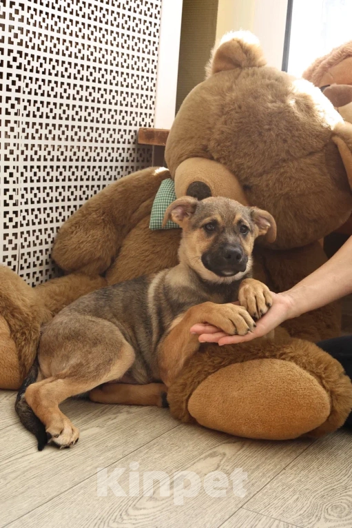 Собаки в Москве: Мальчик Ковбой ищет семью Мальчик, Бесплатно - фото 3