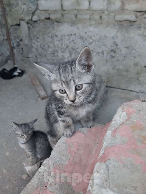 Кошки в Брянске: Возьмите в добрые руки, 1 руб. - фото 1