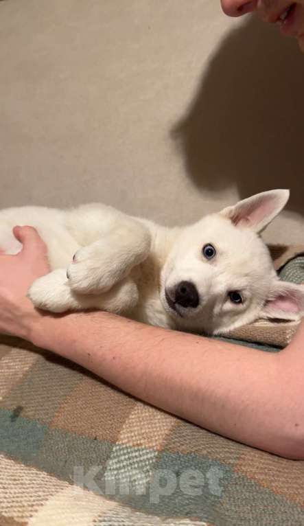 Собаки в Санкт-Петербурге: Щенки помски Мальчик, 15 000 руб. - фото 6