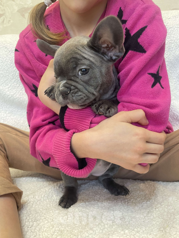 Собаки в других городах Краснодарского края: Щенки французского бульдога Девочка, 55 000 руб. - фото 6