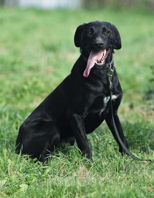 Собаки в Москве: Дерику нужен дом  Мальчик, Бесплатно - фото 3